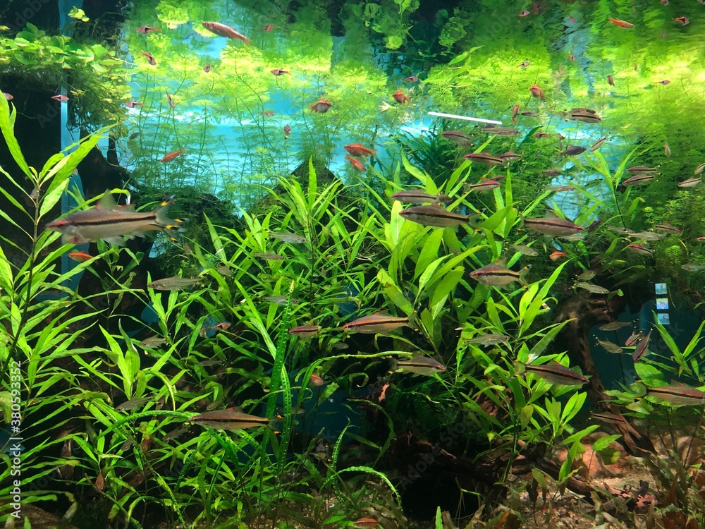 Fototapeta premium tropical fish in aquarium
