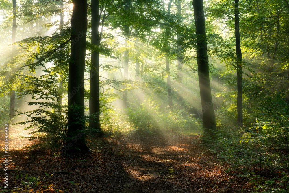 Beautiful sunny morning in the forest