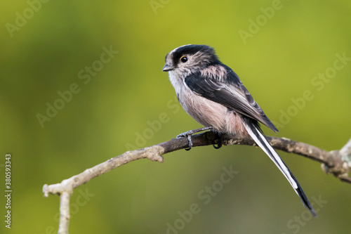Close up of a long tailed tit on a perch
