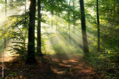 Fototapeta Naklejka Na Ścianę i Meble -  Beautiful sunny morning in the forest
