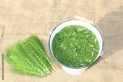 Schachtelhalmjauche