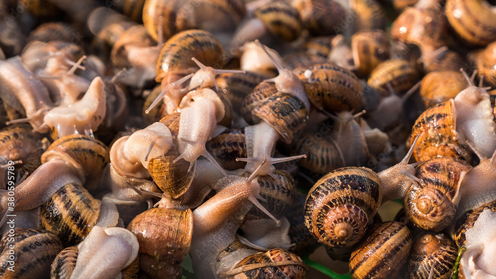 Snail farm - lots of animals in the tray Snail farm - lots of animals in the tray