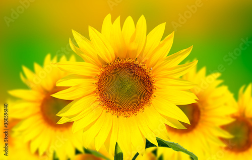 Yellow and green background of beautiful yellow sunflower isolated