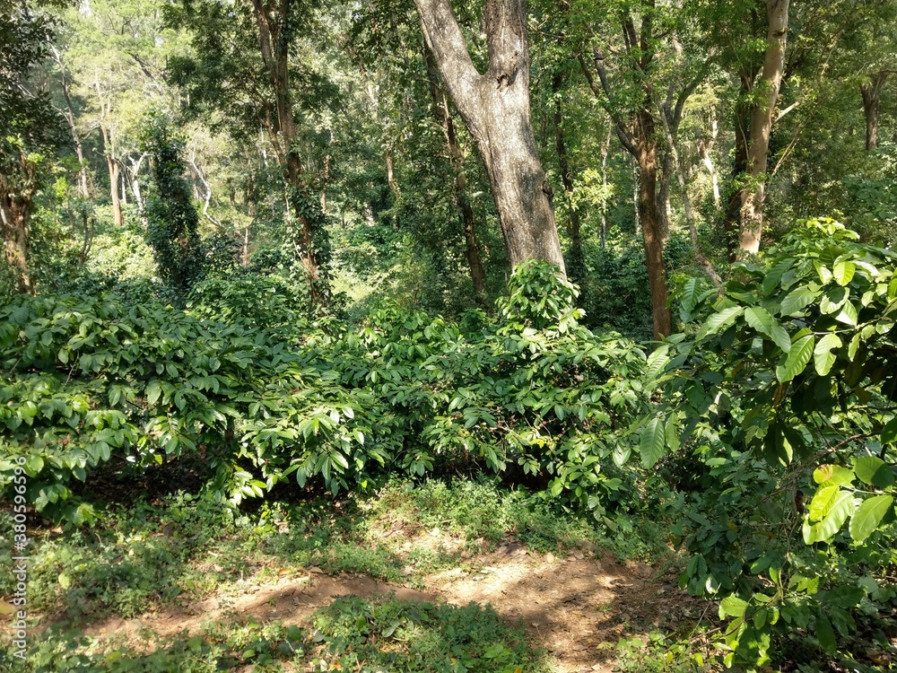 Coffee plantation in the forest,Attappadi, Kerala, India. 