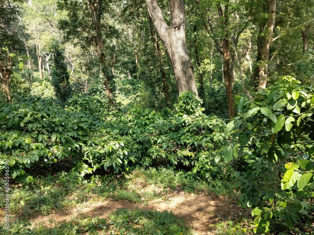 Fototapeta premium Coffee plantation in the forest,Attappadi, Kerala, India. 