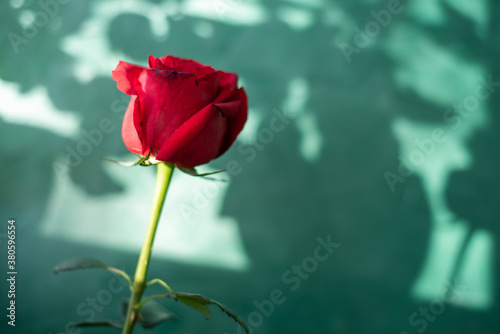 Beautiful red rose on a turquoise background with shadows.