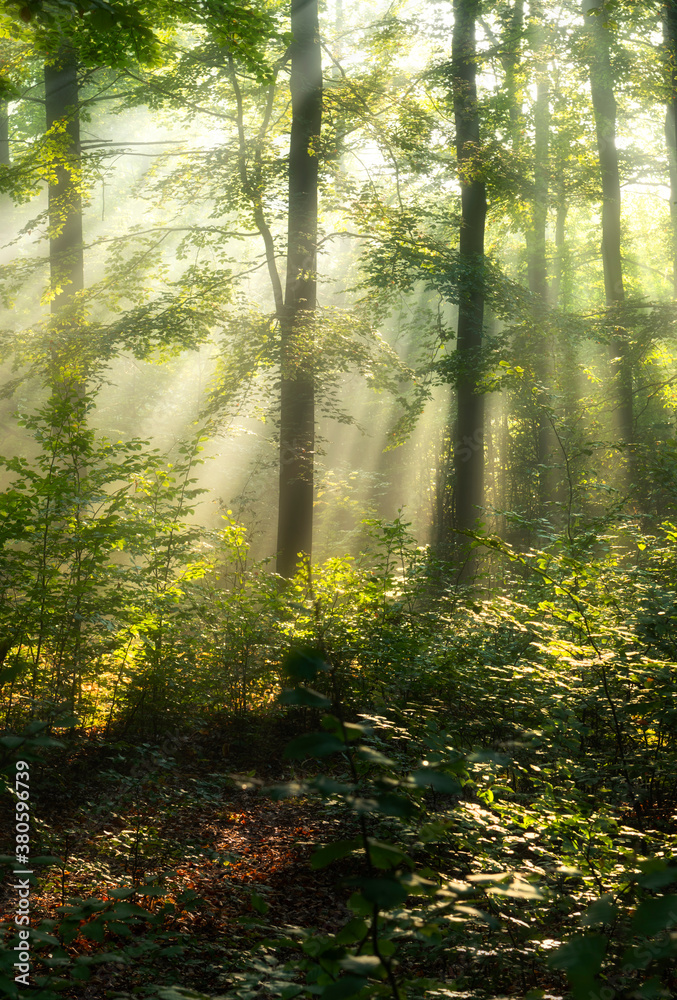 Obraz premium Beautiful sunny morning in the forest