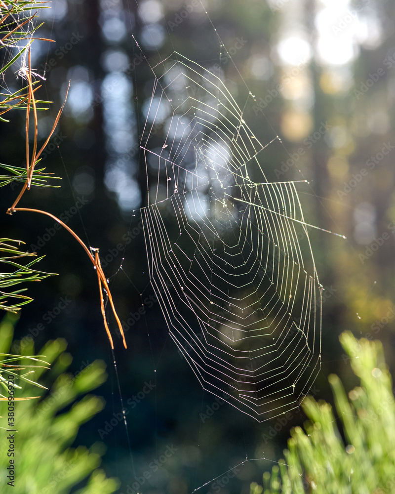 spider web on tree branches in the forest, close - up