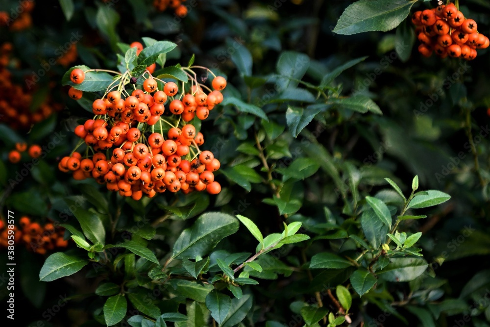 Die reifen, orange roten Beeren einer Feuerdornhecke - Für Vögel eine gute Nahrungsquelle im Winter Die reifen, orange roten Beeren einer Feuerdornhecke - Für Vögel eine gute Nahrungsquelle im Winter
