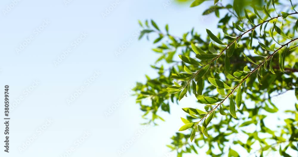 The natural leaves of the trees sway in the wind against a clear blue sky. Clear sunny day. Spring. The beautiful green waving leaves of the tree give a relaxing and romantic feeling. Selective focus The natural leaves of the trees sway in the wind against a clear blue sky. Clear sunny day. Spring. The beautiful green waving leaves of the tree give a relaxing and romantic feeling. Selective focus