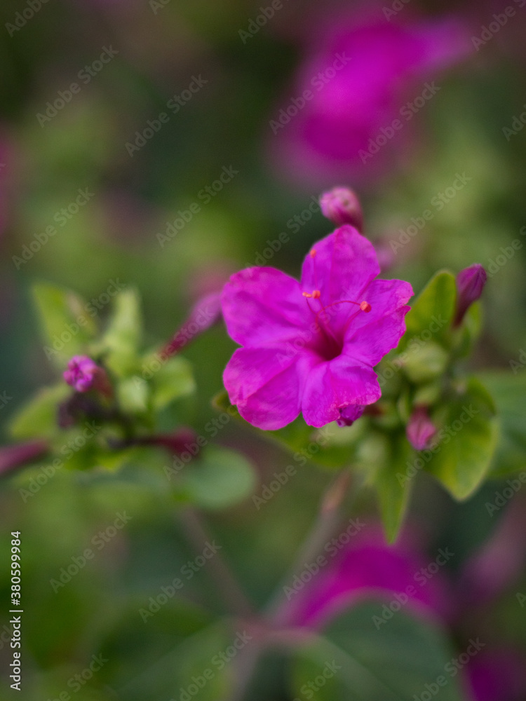 Close up of purple Garden Phlox flower.
