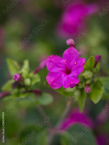 Close up of purple Garden Phlox flower.