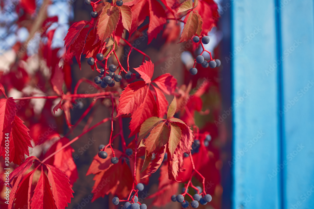 Autumn backround with vibrant red leaves and bright blue wall