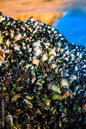 Colony of greenshell mussels growing on a rock. Close up photo