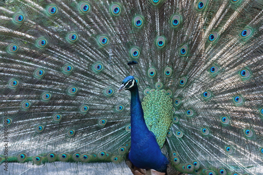 Naklejka premium paw ptak niebieski