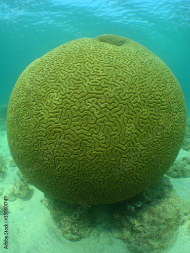 different forms of corals, brain coral in the caribbean sea