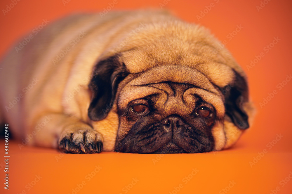 Adorable pug looking at camera while lying and resting on bright orange background.