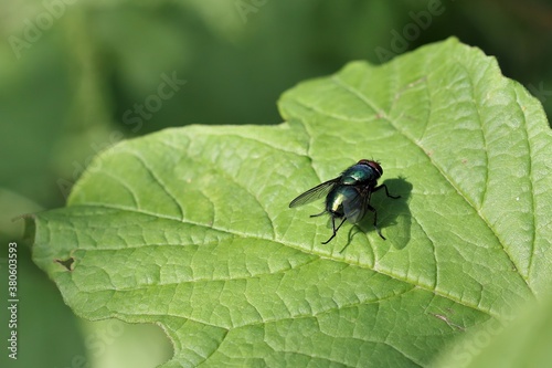 mucha czarna zielona owad