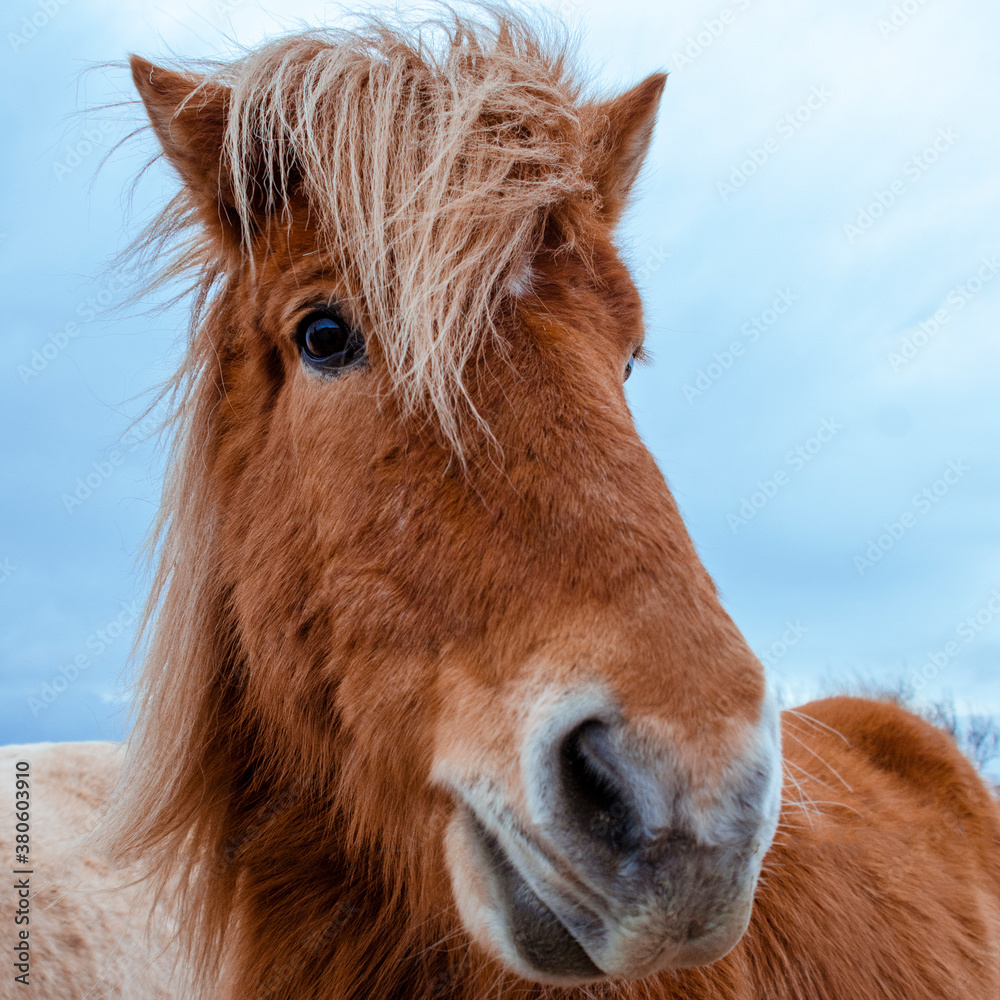 Obraz Funny and crazy Icelandic horse. the dark blue Icelandic sky