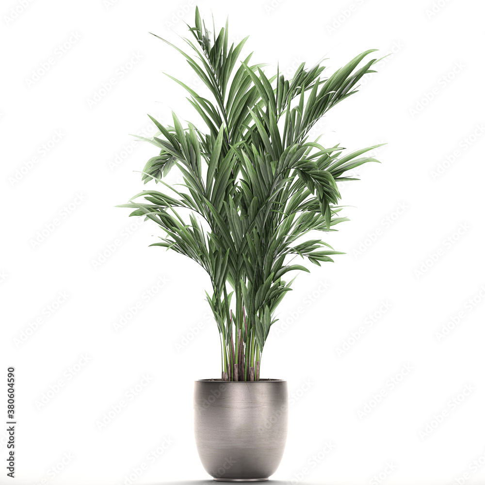 palm tree in a pot isolated on white background palm tree in a pot isolated on white background