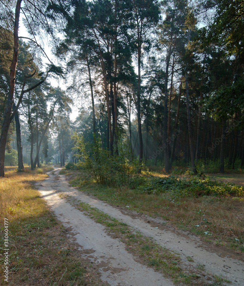 Obraz premium Beautiful rays of sunlight in a green pine and oak forest