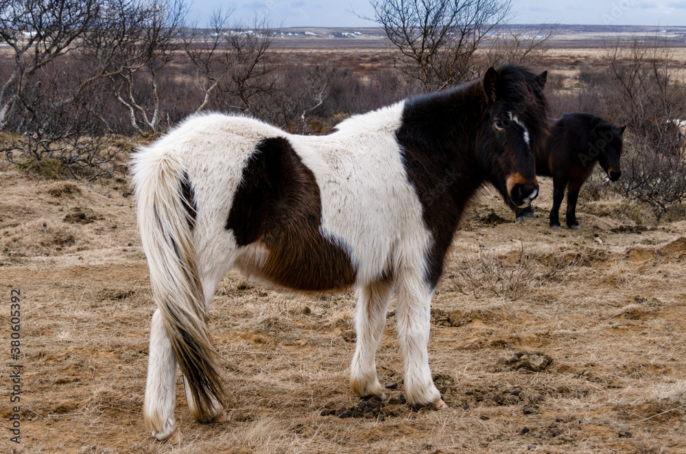 A black-and-white Icelandic horse with long hair stands on a winter pasture A black-and-white Icelandic horse with long hair stands on a winter pasture