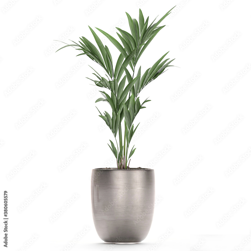 palm tree in a pot isolated on white background palm tree in a pot isolated on white background