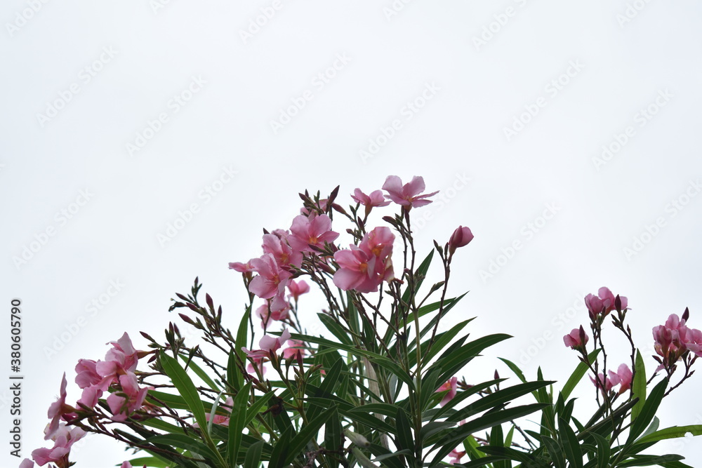 Fototapeta premium Pink oleander or Singapore orchid flower in focus with white background and green leaves