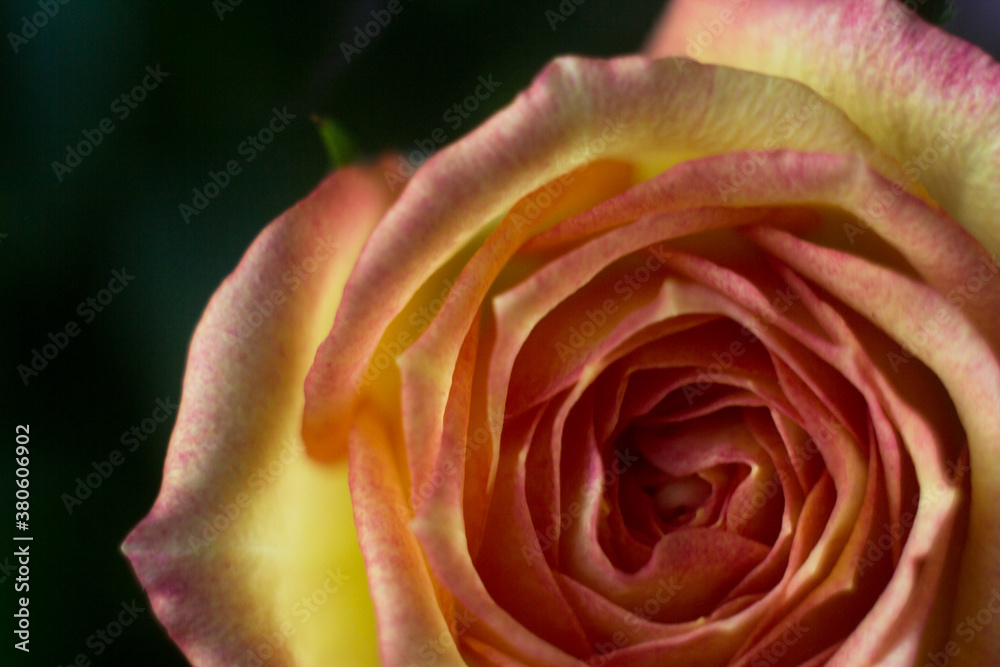 Tea rose in the macro. Yellow rose with a pink edge close on a dark background Tea rose in the macro. Yellow rose with a pink edge close on a dark background