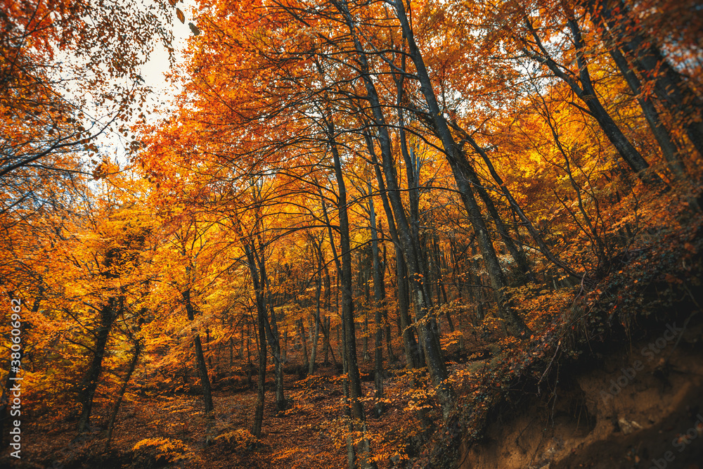 Obraz premium Autunno