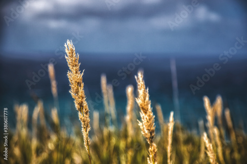 campo di grano con mare di sfondo  photo