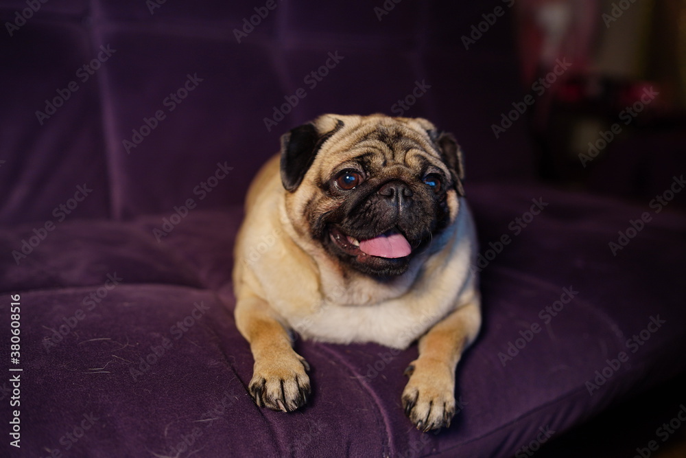 Funny dog resting on sofa. Cute pug with sticking out tongue relaxing on comfortable couch in cozy living room at home