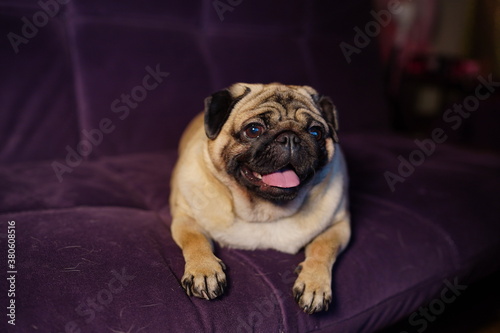 Fototapeta Naklejka Na Ścianę i Meble -  Funny dog resting on sofa. Cute pug with sticking out tongue relaxing on comfortable couch in cozy living room at home