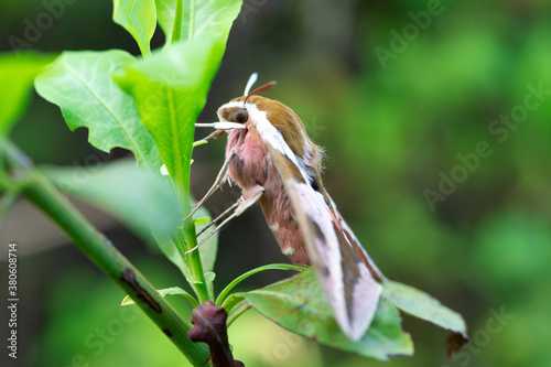 Hyles Euphorbiae Spurge Hawk Moth Sphingidae Butterfly. beautiful pink brown butterfly in nature on green leaf