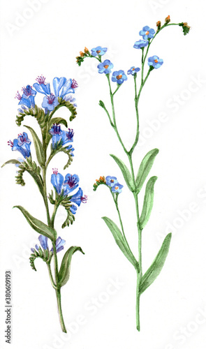 Wallpaper Mural Watercolor meadow flowers on white background. Illustration for fabric. Torontodigital.ca