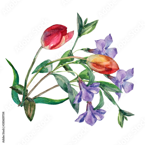 Watercolor bouquet flowers tulip with periwinkle on white background. Floral illustration. photo