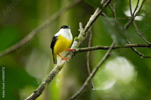 White-collared manakin (Manacus candei) is a passerine bird in the manakin family. It is a resident breeder in the tropical New World from southeastern Mexico to Costa Rica  photo