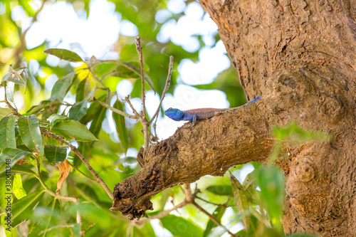 Blue Yellow Agame Lizard is relaxing on an old Tree, Lake Malawi, Africa photo