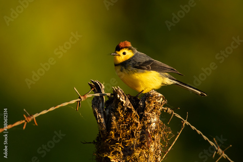 The collared whitestart (Myioborus torquatus), also known as the collared redstart, is a tropical New World warbler endemic to the mountains of Costa Rica and western-central Panama. photo