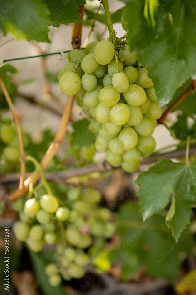 A bunch of ripe grapes ready for harvest at a vineyard A bunch of ripe grapes ready for harvest at a vineyard