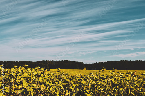 field of yellow flowers