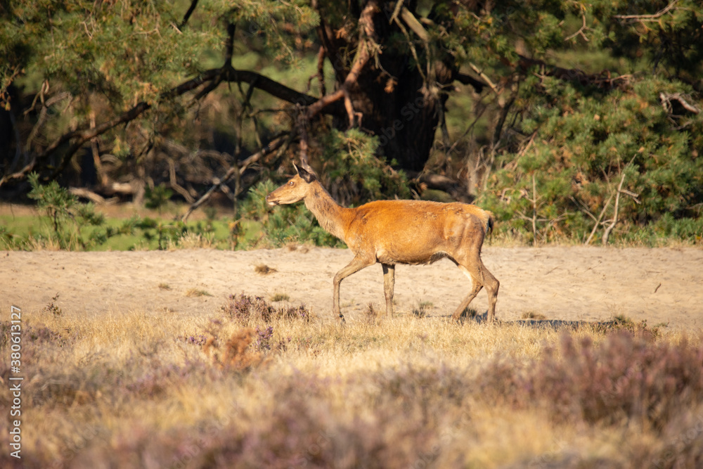 Naklejka premium Red Deer, taking Mudbath