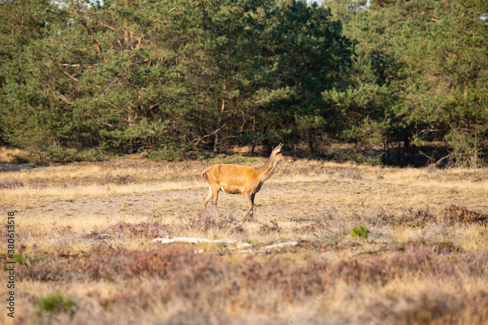 Naklejka premium Red Deer, taking Mudbath