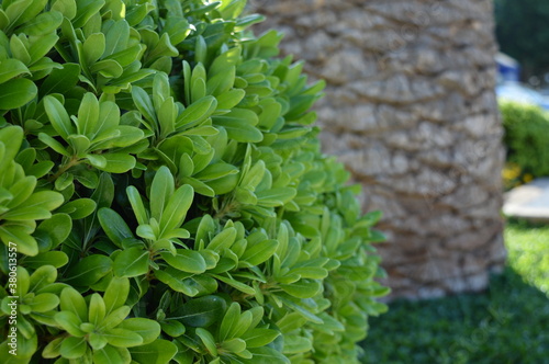 tree in the garden photo