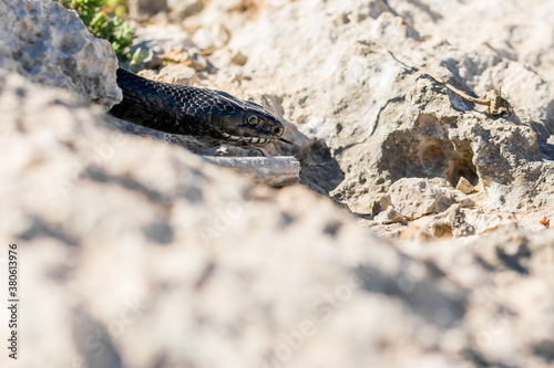 Close up shot of the head of an adult Black Western Whip Snake, Hierophis viridiflavus, in Malta photo