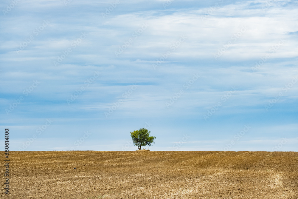 Minimalistic landscape withe one tree in the fields
