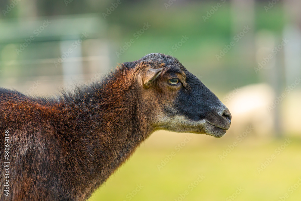 Fototapeta premium Portrait of a sheep at a farm