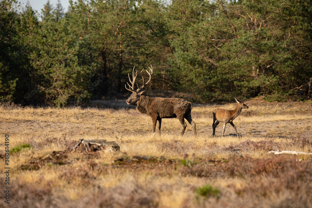 Red Deer, taking Mudbath