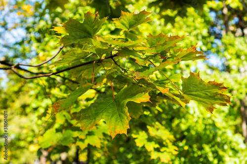 Maple branch with green and yellowed autumn leaves. Early autumn.