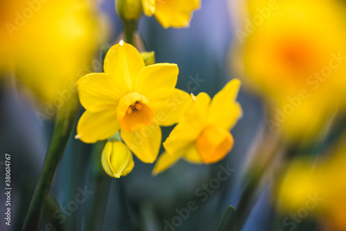 水仙の花 初春イメージ